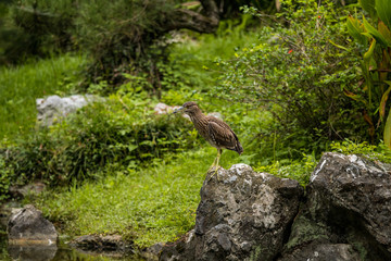 brown heron standing on the rock searching for fish in the pond