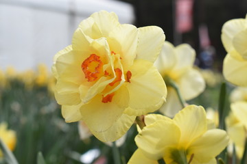 Fototapeta na wymiar Tulips in the garden