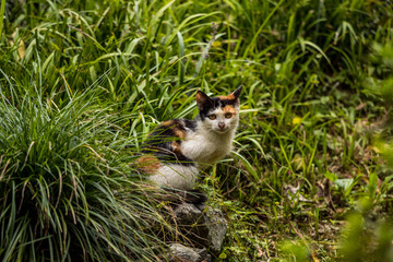 Naklejka na ściany i meble spotted cute wild cat sitting among the green grasses watching you