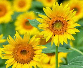 Fototapeta premium ヒマワリの花