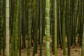 green bamboo forest inside park