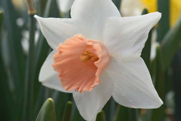 Fototapeta premium Tulips in the garden