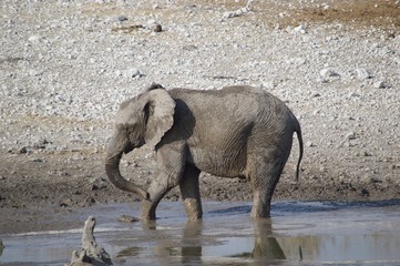 Eléphant, Etosha