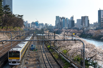 Cherry blossom around Sotobori Park, Tokyo, Japan. is a famous Cherry blossoms spot that follows along the outer moat of the JR Chuo-Line, Sobu-Line from Iidabashi station to Yotsuya station.