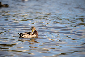Ducks swim in the pond of a city park on a sunny day
