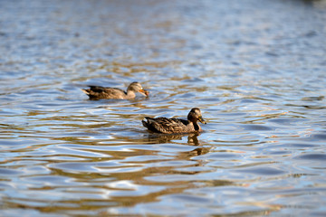 Ducks swim in the pond of a city park on a sunny day
