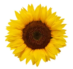 Fotobehang Rijpe zonnebloem met gele bloemblaadjes en donker midden, geïsoleerd op een witte achtergrond. © MaskaRad
