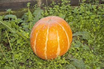 pumpkin in garden