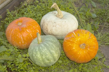 Autumnal harvest of pumpkin