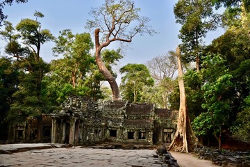 Ta Prohm temple, Siem Reap, Cambodia