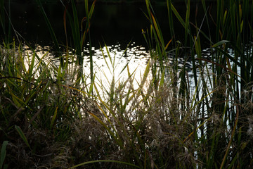 grass in water