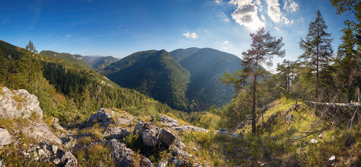 Green forest in mountain panorama © TTstudio