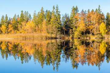 Forest lake with water reflections in autumn