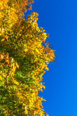 Trees with yellow autumn color against the blue sky