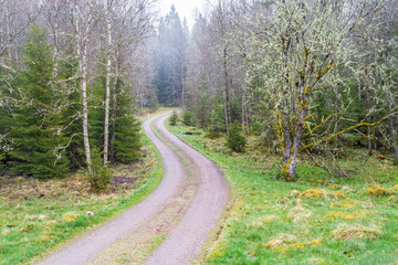 Winding dirt road through the woods