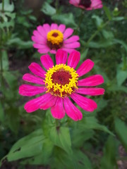 Obraz premium Flower