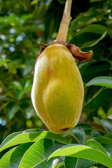 African baobab fruit or Monkey bread