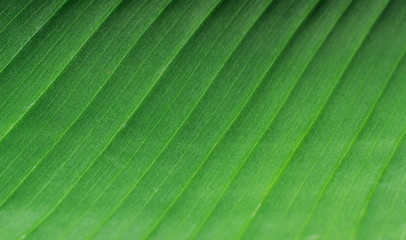 Background form banana leaf.