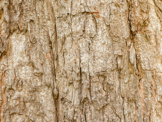 Tree bark wood texture abstract background