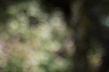 blur green background. Abstract background form green grass.