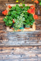 Holzwand mit Fenster voller Blumen - tolle alpenländliche Hintergrundstruktur