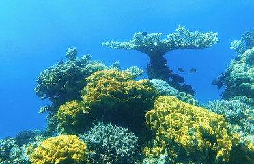 Colored corals in Eilat