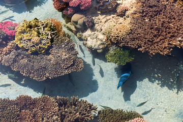 Colored corals in Eilat