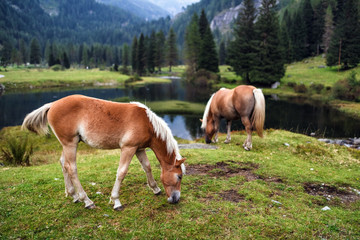 Fototapeta na wymiar horses grazing in the meadow
