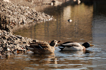 ducks swim on the lake