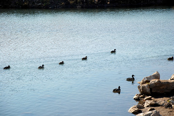 ducks swim on the lake