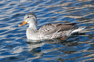 Fototapeta premium ducks swim on the lake