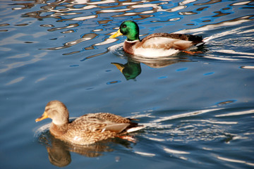 ducks swim on the lake