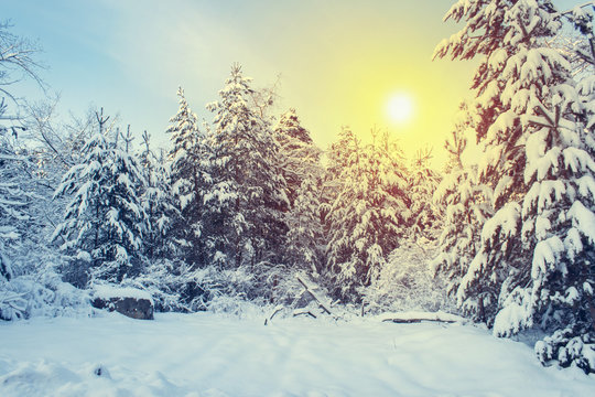 Fototapeta Winter park in snow in sunny day