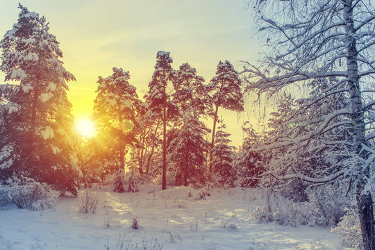 Fototapeta Winter park in snow in sunny day