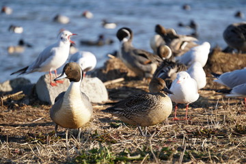 Obraz premium オナガカモ