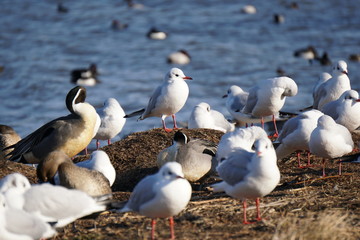 Fototapeta premium ユリカモメの群れ