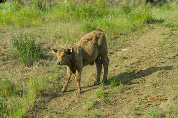Fototapeta na wymiar Baby cow in the field
