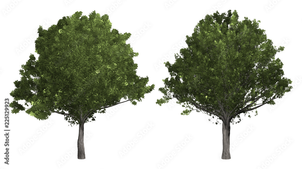 Wall mural the collection of tree. oak tree isolated on white background with clipping path.