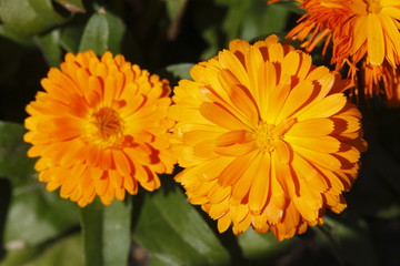 Orange Dahlie, close-up