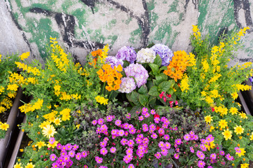 Fototapeta na wymiar Flowers in the street garden