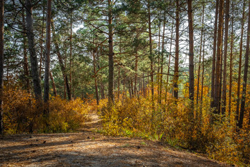 Fototapeta na wymiar Autumn forest / yellow, green, orange