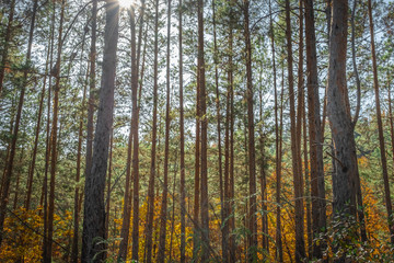 Obraz premium Jesienny krajobraz w lesie, słońce rzucało przez drzewa piękne promienie światła