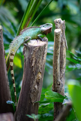 lizard (c) Alexander Reichel