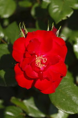 Fototapeta premium Rote Rose