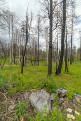 Burnt forest in British Columbia