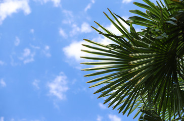 palm leaves on blue sky background. pattern