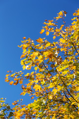 Fototapeta na wymiar branches of a maple in autumn