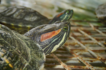 Two water turtle