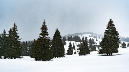 winter landscape with trees