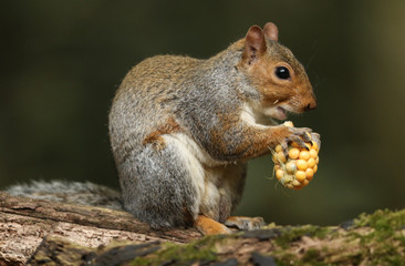 A cute Grey Squirrel  (Sciurus carolinensis) eating a corn on the cob. 